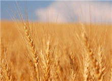 思芒學(xué)社｜重建“文學(xué)”意義的未竟之業(yè)時(shí)隔近30年，伊格爾頓又在耶魯大學(xué)出版社推出了《文學(xué)事件》一書……[詳細(xì)]