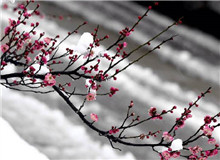 惠忠庵讀書夜｜活在珍貴的人間：一次關(guān)于詩(shī)歌的細(xì)讀“好像有樹葉在門前燃燒，而抱回的柴禾里有水珠滴落……”[詳細(xì)]