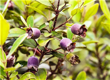 莫賢：如何寫好扶貧故事寫作有法，但無(wú)定法。我簡(jiǎn)單談?wù)劇讹踊ㄩ_》的一些創(chuàng)作思路，與大家分享……[詳細(xì)]