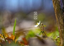 《春分》春分了，天氣漸漸暖起來。草木萬物都生發(fā)了，空氣里里濕漉漉甜絲絲的，有一股子好聞的泥土腥味兒。[詳細(xì)]