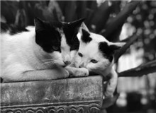 葉彌手記　　真正的解放是認(rèn)識(shí)到自身的能力有多少，并且接受。一個(gè)人接受了自己，就自由了。[詳細(xì)]