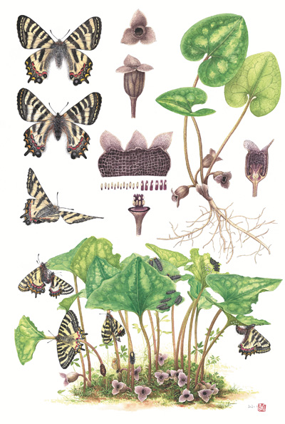 　博物繪畫《中華虎鳳蝶和杜衡》，作者李聰穎。 　　《博物》雜志供圖