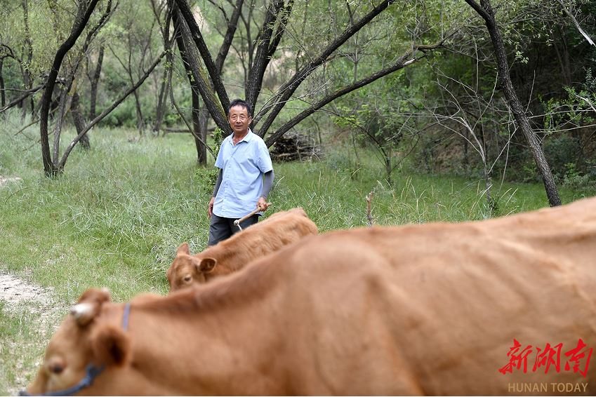延川縣大禹街道馬家店村監(jiān)委會(huì)主任馬衛(wèi)軍在山上放牛。