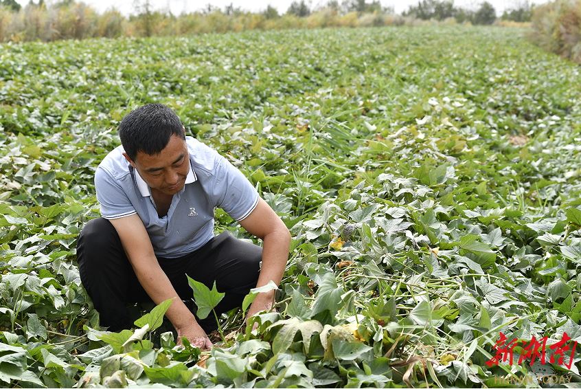 延川縣大禹街道馬家店村村支書(shū)郝崗在查看紅薯長(zhǎng)勢(shì)。