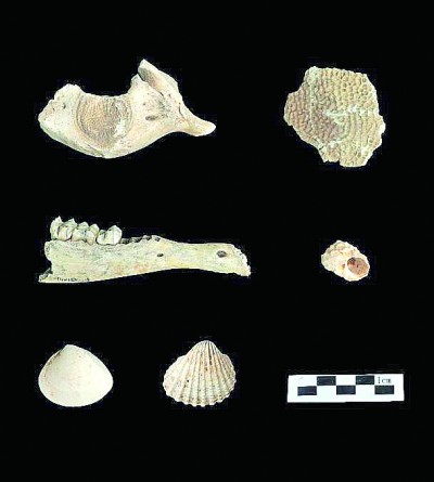 福建平潭殼丘頭遺址出土動物遺存。國家文物局供圖