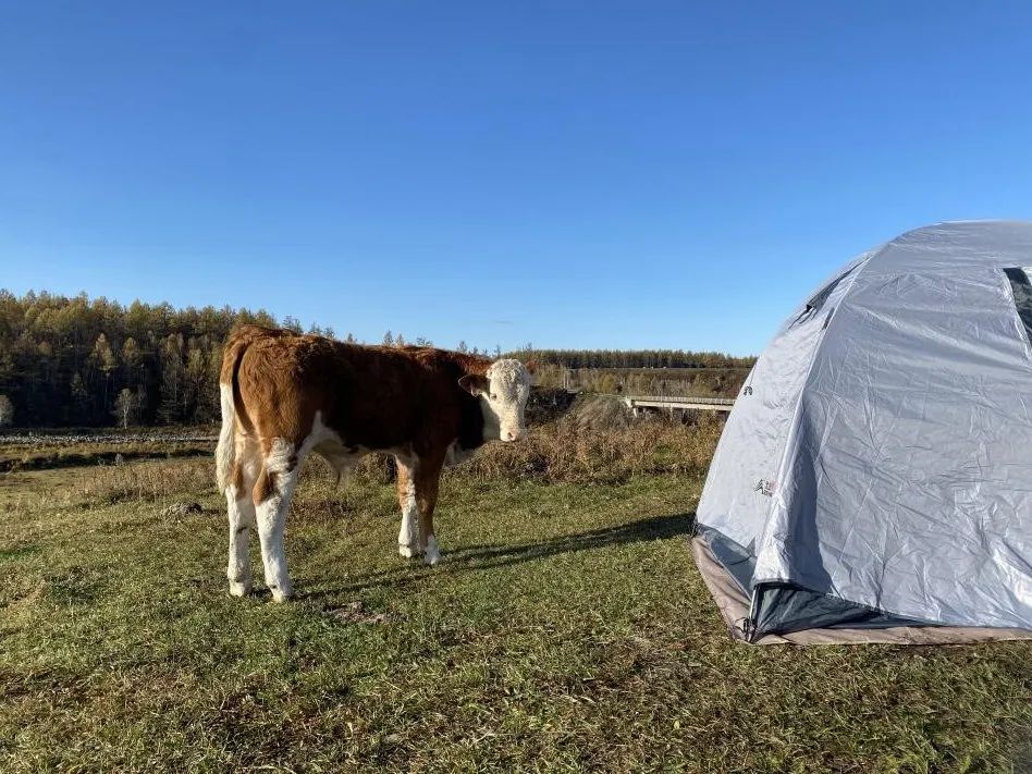 不凍河岸邊的小牛。會動的活人比帳篷中的未知更令它好奇，人類卻相反。