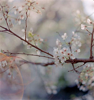 “國色”，視覺的盛宴